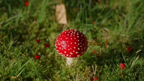 Top View of Red Fly Agaric Mushroom with White Spots and Autumn Berries in Grass Vidéo 347767657