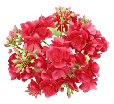 Top view of red geranium flowers isolated on white background. 3d illustratio Stock Illustration