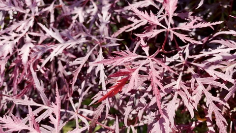 Top view of red Japanese Maple leaves in sunlight - Acer Palmatum foliage macro Vidéo 325672543