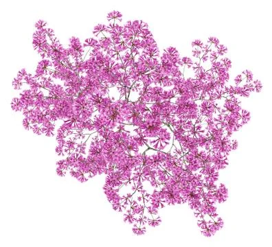 Top view of red lapacho tree isolated on white background. 3d illustration Stock Illustration