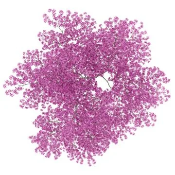 Top view of red lapacho tree isolated on white background. 3d illustration Stock Illustration