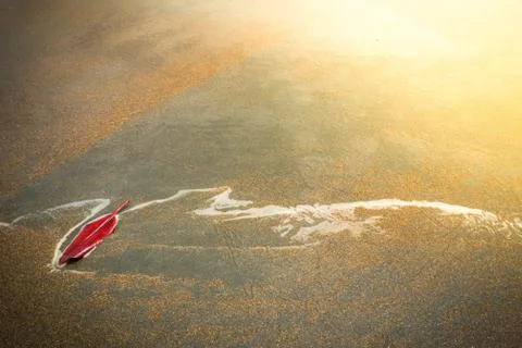Top view red leaf on brown sand in sea water. Summer beach background. Romant Stock Photos