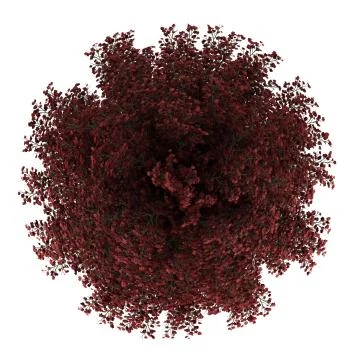 Top view of red maple tree isolated on white background 스톡 일러스트