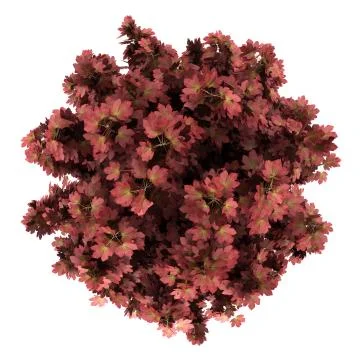 Top view of red maple tree isolated on white background Stock Illustration