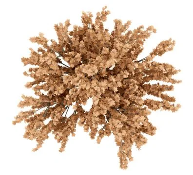 Top view of red maple tree isolated on white background. 3d illustration Stock Illustration