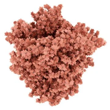 Top view of red maple tree isolated on white background. 3d illustration Stock Illustration