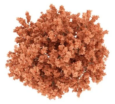 Top view of red oak tree isolated on white background. 3d illustration Stock Illustration