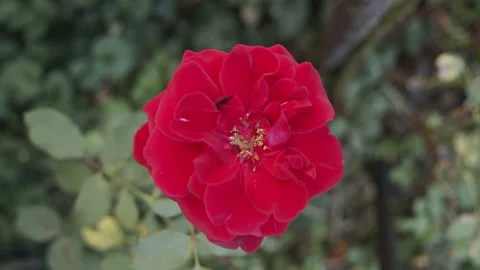 Top view of red rose in the garden slow motion 4K video Stock Footage 139450109