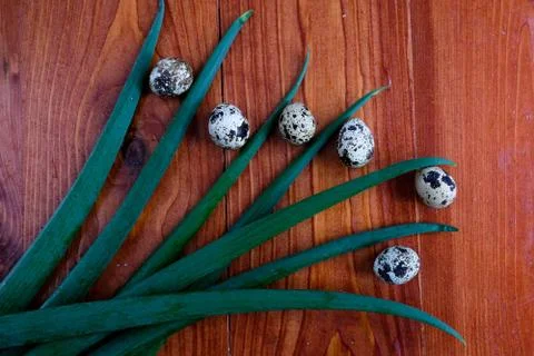 Top view on a red table. on the table are quail eggs and leaves of greens or spr Stock Photos
