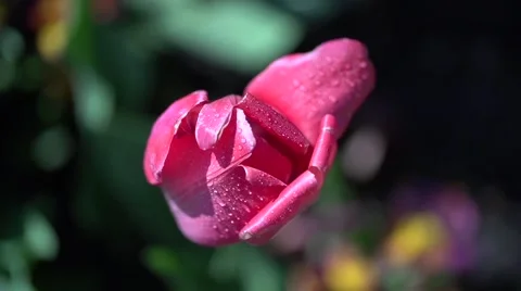 The top view on a red tulip with dewdrops Stock-Footage 55526108