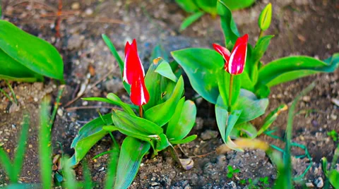 Top view of a red tulip on the ground Video stock 38237350
