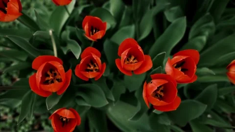 Top view of red tulips in full bloom, arranged closely together. Stock Footage 316617638