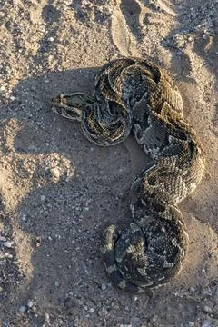Top View of Resting Puff Adder on Gravel – Portrait Format Stock Photos