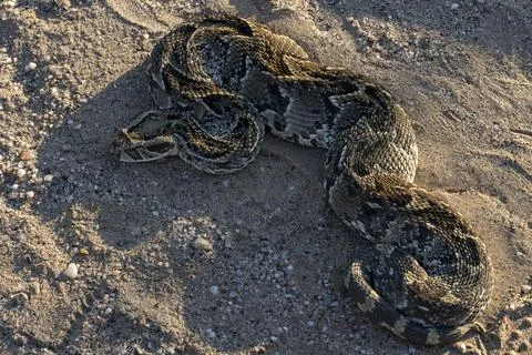 Top View of Resting Puff Adder on Gravel Sand Stock Photos
