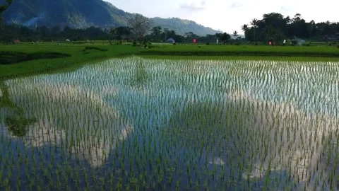 Top view of Rice field by drone Stock Footage 269882289