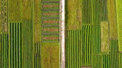Top view of rice fields with a cast road in the middle Stock Photos