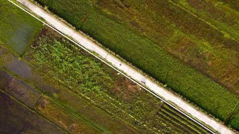 Top view of rice fields with a cast road in the middle Foto stock