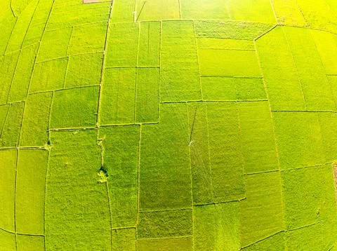 Top view Rice fields in harvest season,High angle view over countryside at .. Foto stock