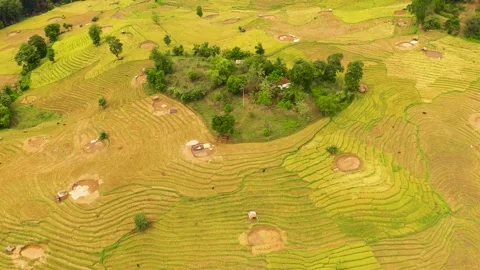 Top view of Rice fields in Sri Lanka. Stock Footage 245881442