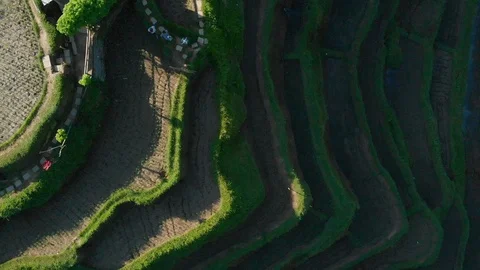 Top view of rice fields on sunny day surrounded by tropical forest, Bali Stock Footage 140280592