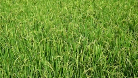 Top view of rice fields swaying in the wind Stock Footage 291617855