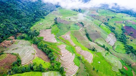 Top view rice fields on terraced  , rice plantations , Chiangmai province , N Stock Photos