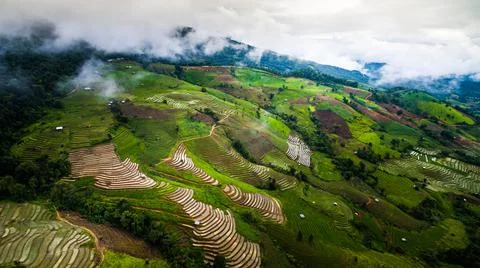 Top view rice fields on terraced  , rice plantations , Chiangmai province , N Stock Photos