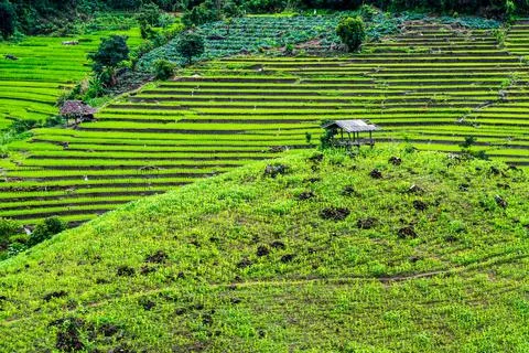 .top view rice fields on terraced  , rice plantations , Chiangmai province ,  Stock Photos