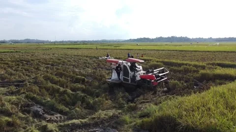 Top View Rice Harvester Machine. Stock Footage 156879890
