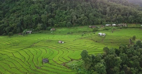 Top view of the rice paddy fields Video stock 79683447