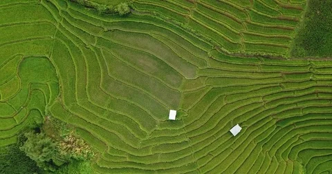Top view of the rice paddy fields Video stock 79684615