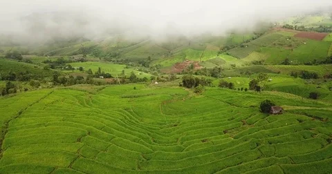 Top view of the rice paddy fields Video stock 79685304