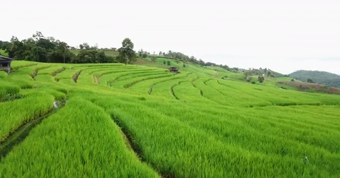Top view of the rice paddy fields Video stock 79686712