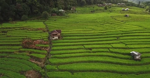 Top view of the rice paddy fields Video stock 79686948