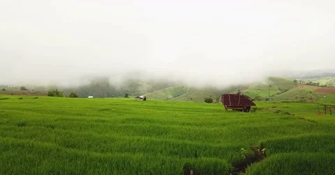 Top view of the rice paddy fields Video stock 79687708