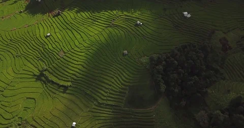 Top view of the rice paddy fields in northern Thailand Video stock 79724850