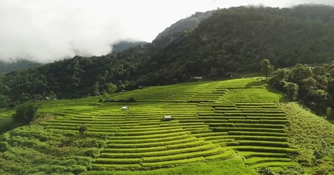 Top view of the rice paddy fields in northern Thailand Video stock 79725109