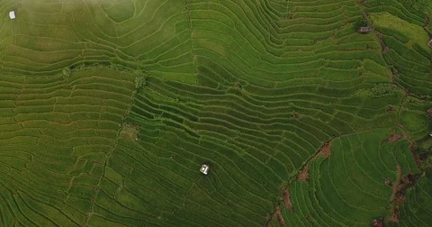 Top view of the rice paddy fields in northern Thailand Video stock 79725385