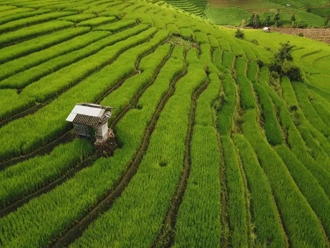 Top view of the rice paddy fields in northern Thailand Video stock 79725676