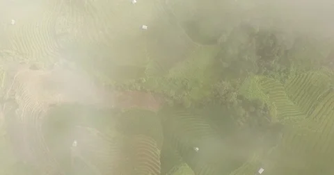 Top view of the rice paddy fields in northern Thailand Stock Footage