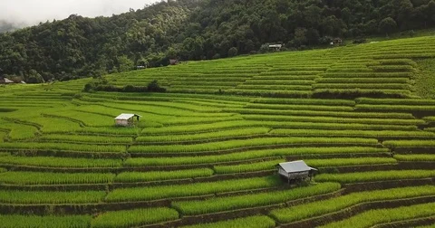 Top view of the rice paddy fields in northern Thailand Video stock 79727813