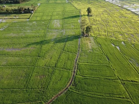 Top view of the rice paddy fields in northern Thailand Video stock 80010923
