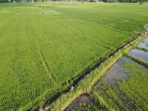 Top view of the rice paddy fields in northern Thailand Video stock 80011090