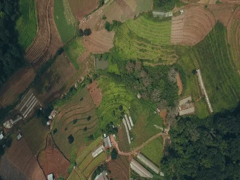 Top view of the rice paddy fields in northern Thailand Video stock 80015784