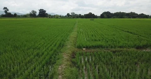 Top view of the rice paddy fields in northern Thailand Video stock 80106084