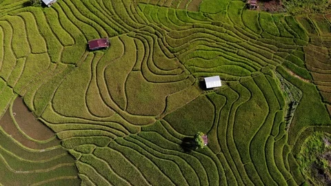 Top view of the rice paddy fields 動画素材 99354331