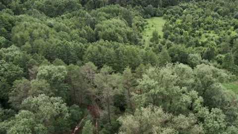 Top view of the rich green trees while gentle sun shining through. 4K Stock Footage 201744106