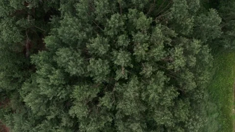 Top view of the rich green trees while gentle sun shining through. 4K Stock Footage 201744150
