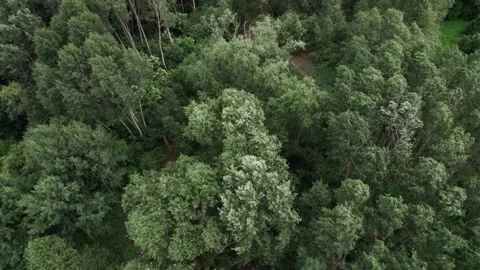 Top view of the rich green trees while gentle sun shining through. 4K Stock Footage 201744246