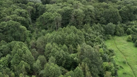 Top view of the rich green trees while gentle sun shining through. 4K Stock Footage 201744365